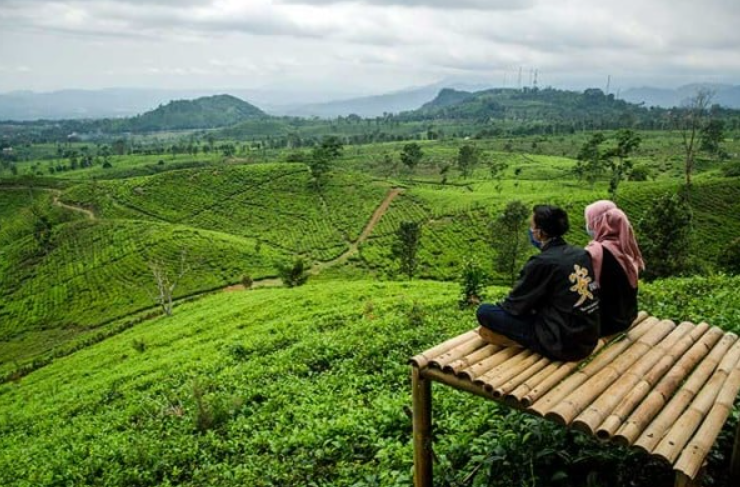 Kebun Teh Ciater: Udara Sejuk dan Pemandangan Hijau